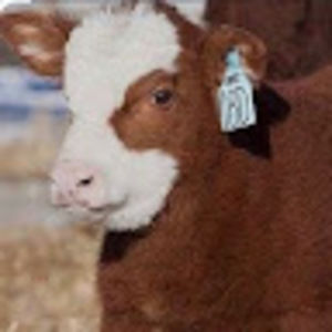 Meet your Posher, Philip